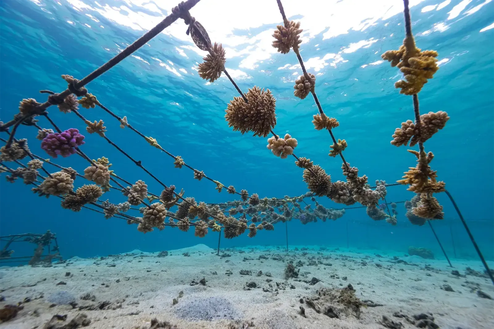 Pépinière de coraux suspendue à des cordes, photographiée sous l’eau