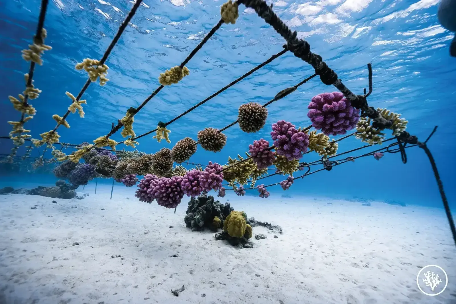 Boutures de coraux colorées fixées sur les lignes d’une nurserie sous-marine