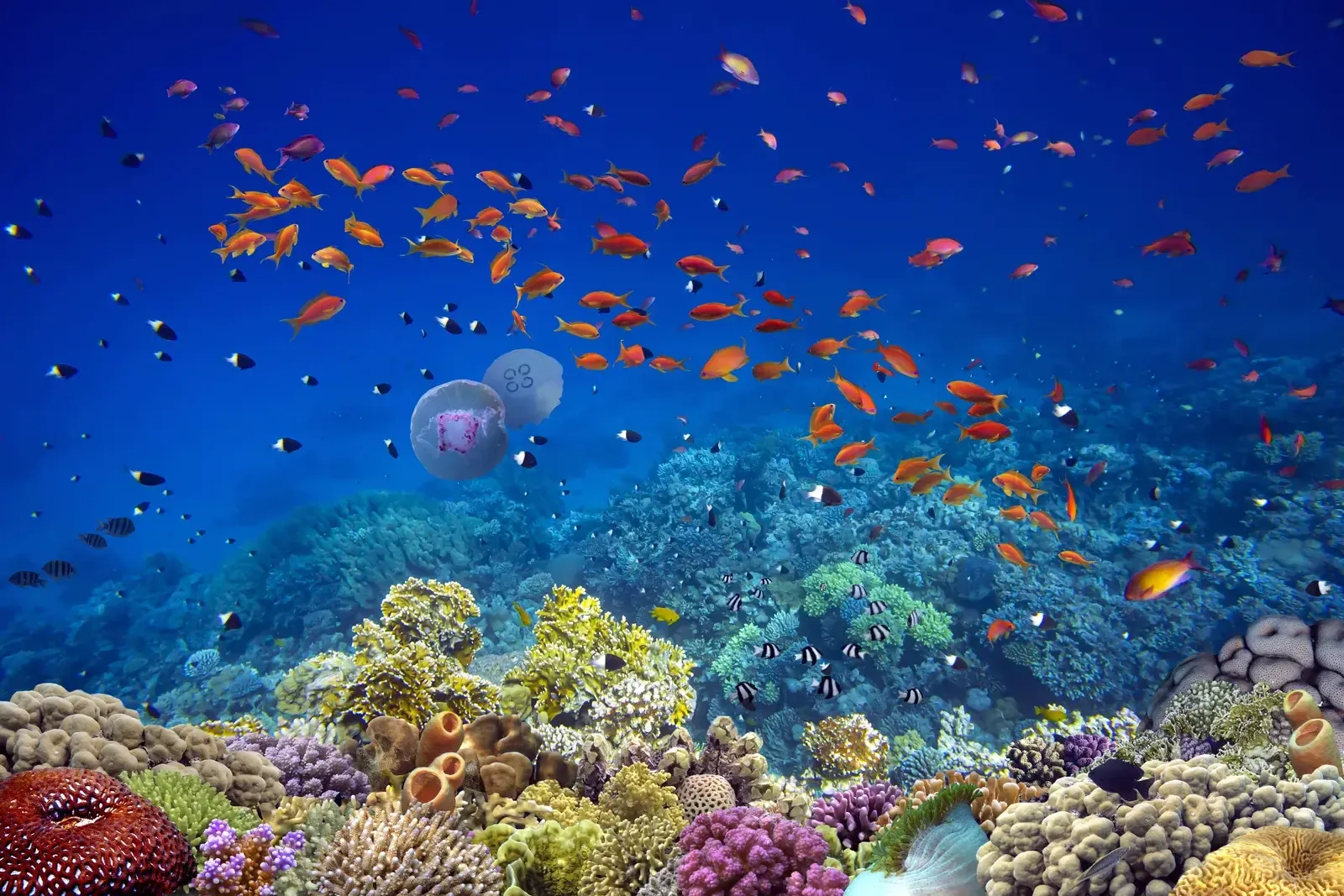 Banc de petits poissons orange nageant dans une eau bleue au-dessus d’un jardin de coraux colorés