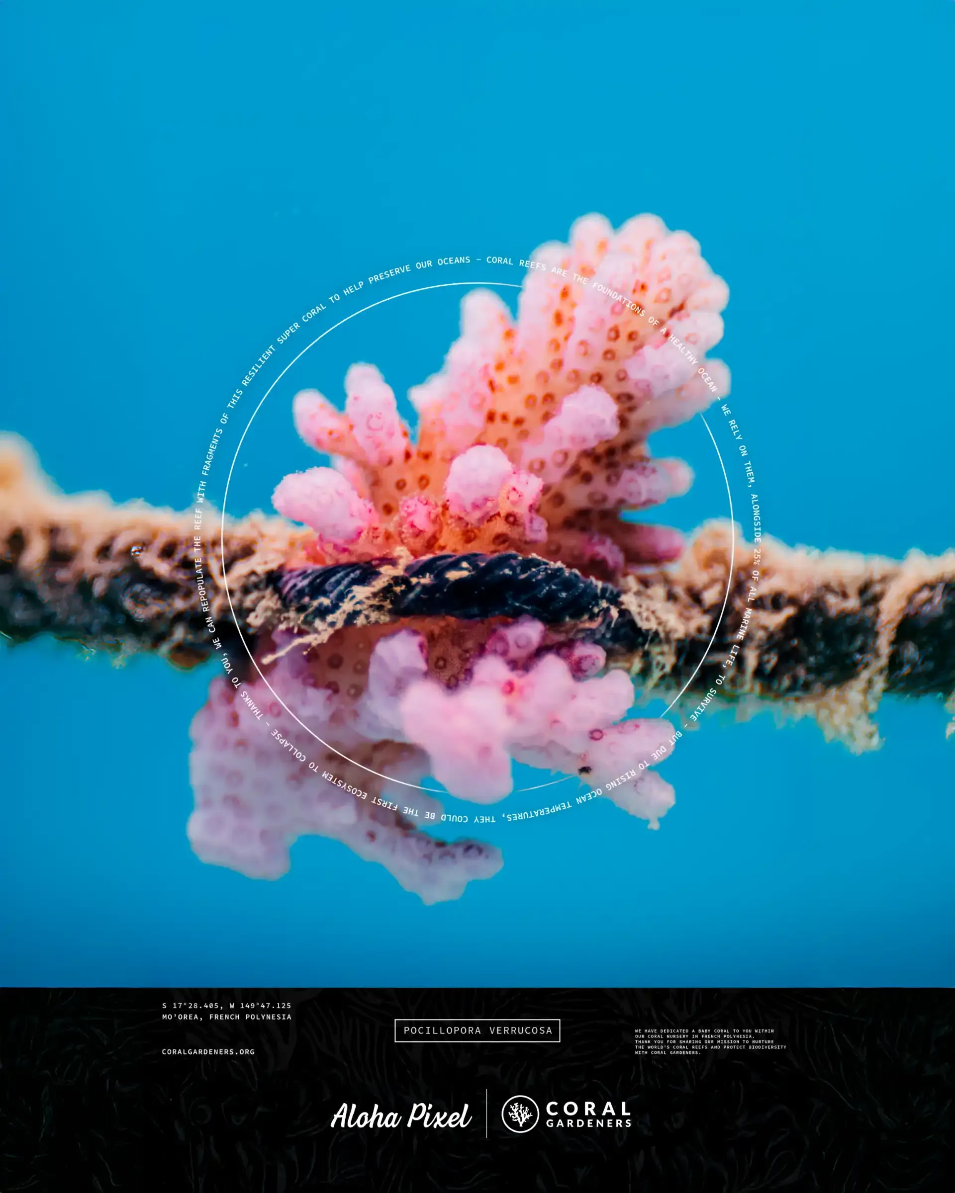 Carte d'adoption d'un corail Pocillopora verrucosa au nom d'Aloha Pixel, par Coral Gardeners