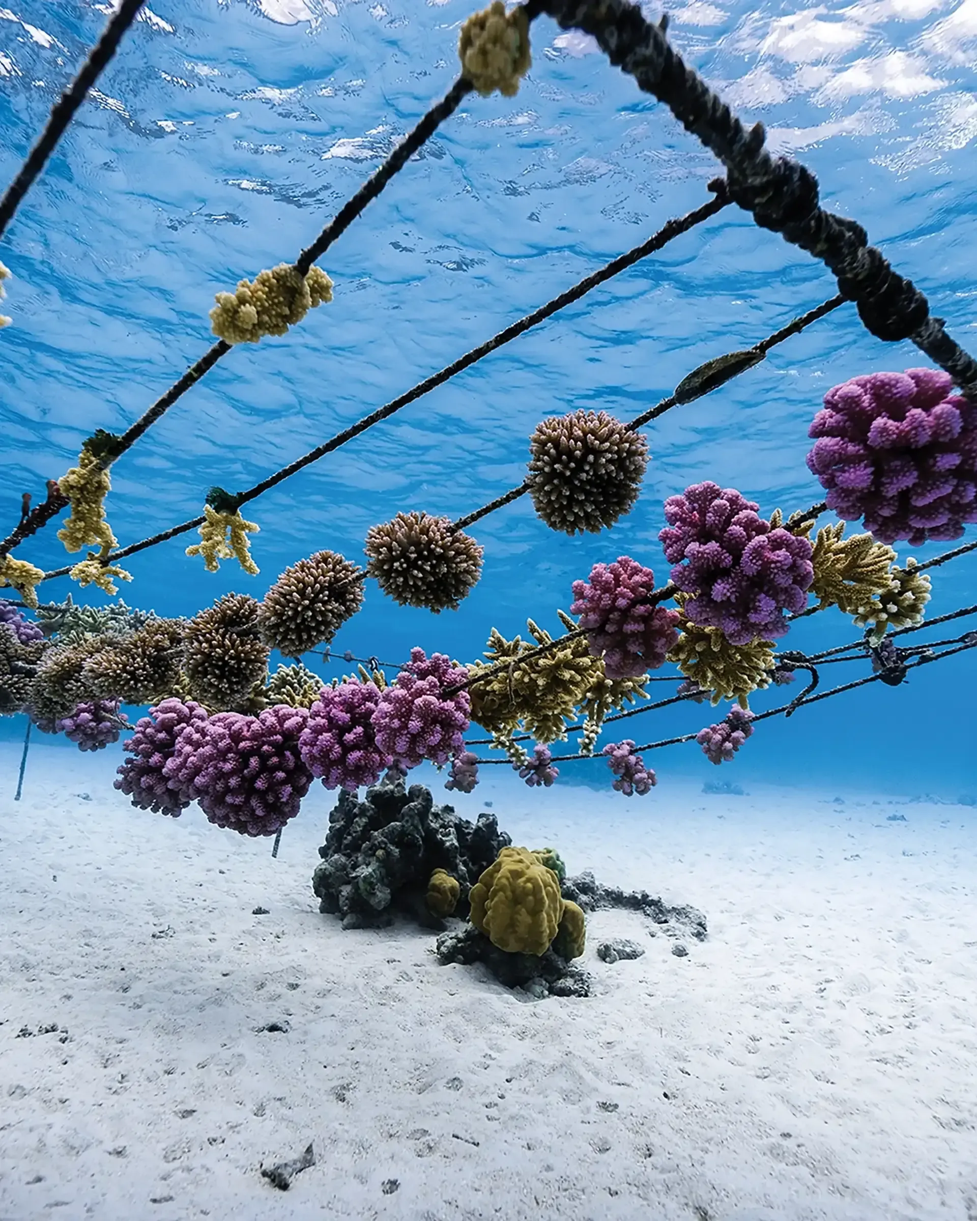 Pépinière de coraux suspendue à des cordes sous la surface, eau turquoise et sable clair