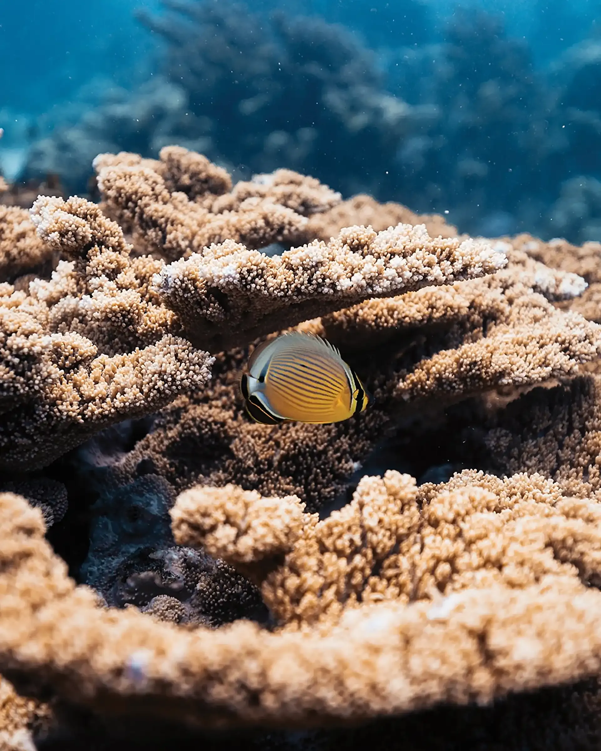 Poisson-papillon jaune et noir posé sur un corail brun, dans une eau bleue
